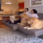 Mom vs Dad – Unconditional loyalty to Mom (Mom vs Dad | True dog fight at the living room tv night)